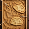 Mosasaurus Fossil