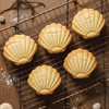 Scallop Shell