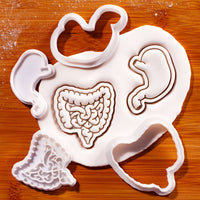 Digestive System Mini Set