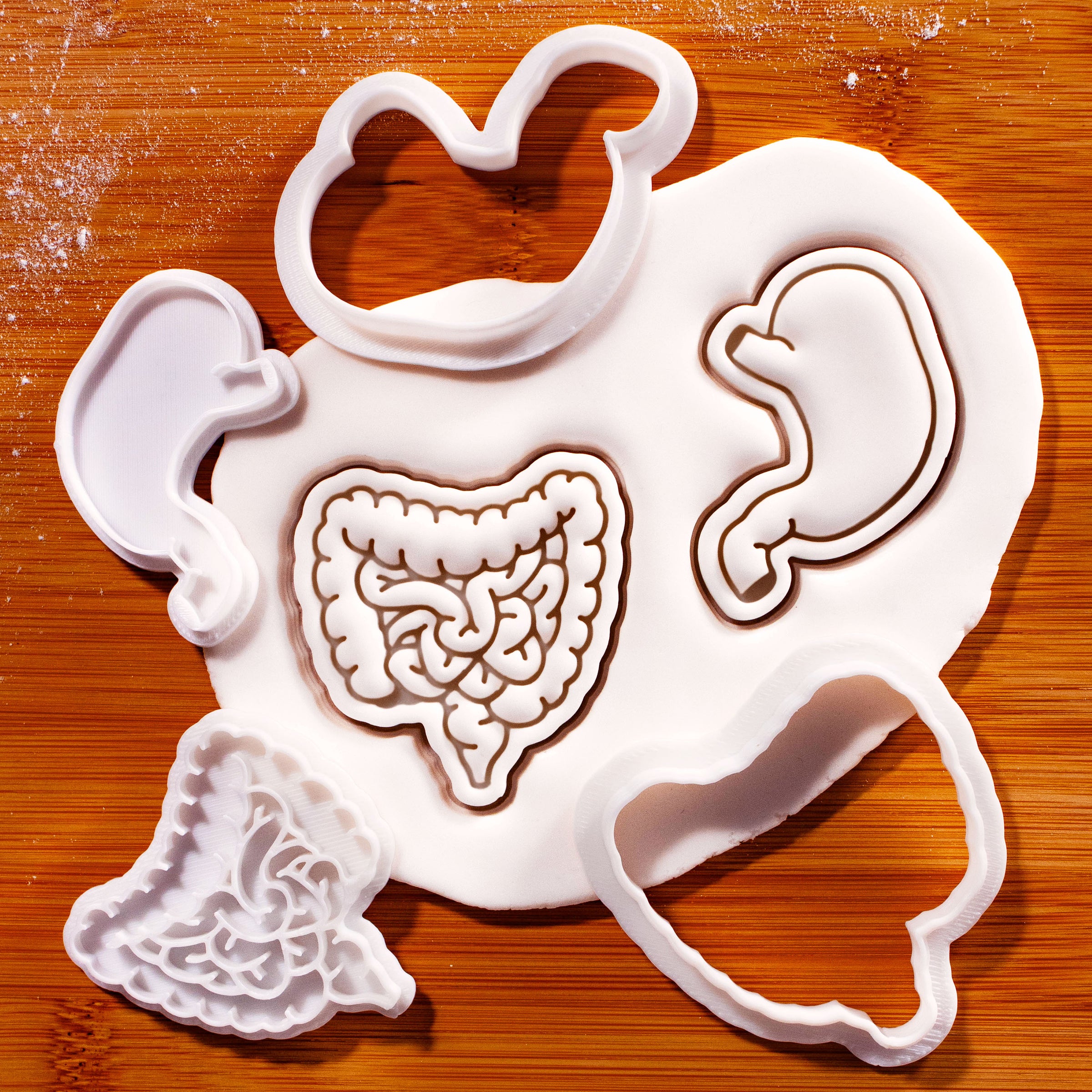 Digestive System Mini Set