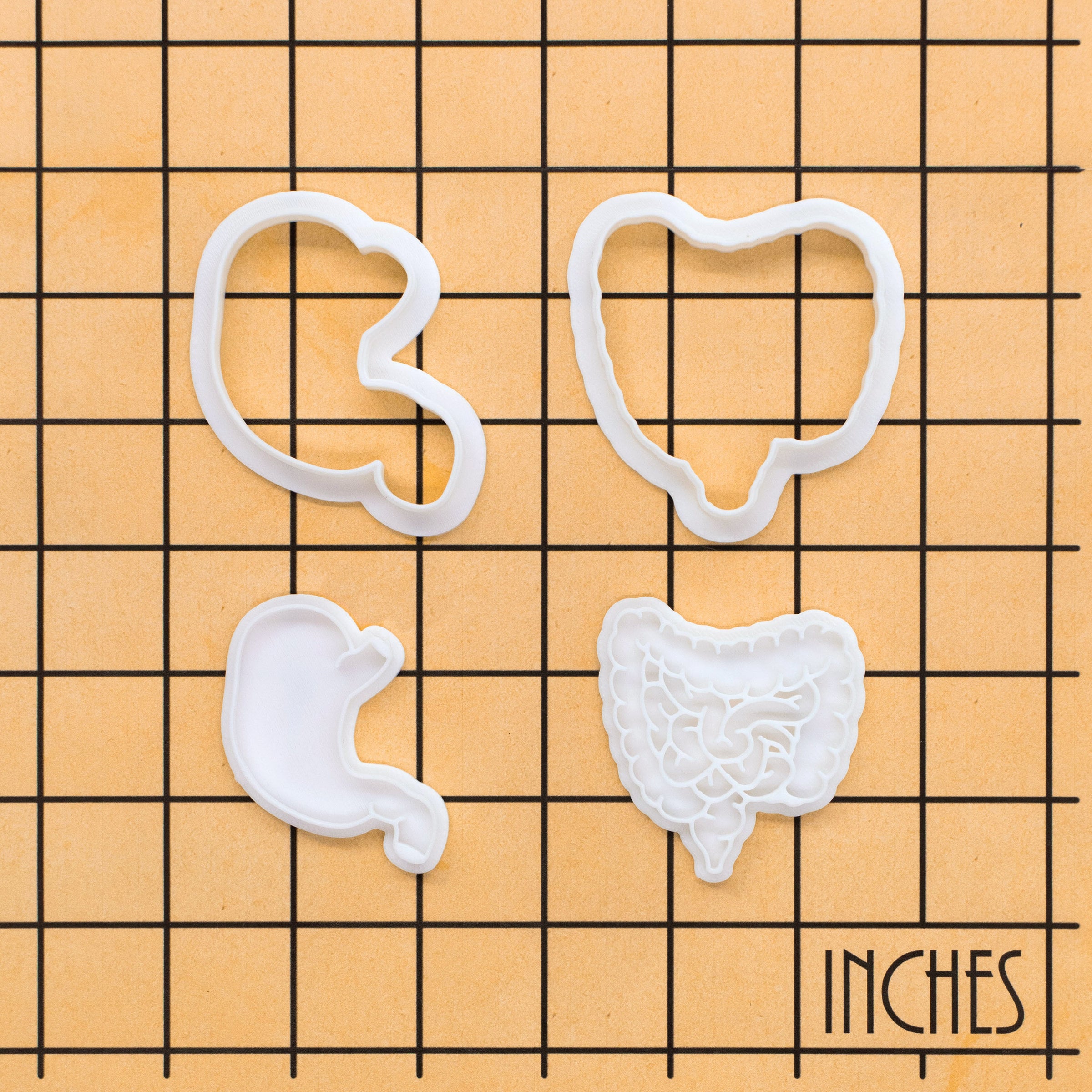 Digestive System Mini Set
