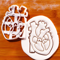 4 Chambers of the Heart