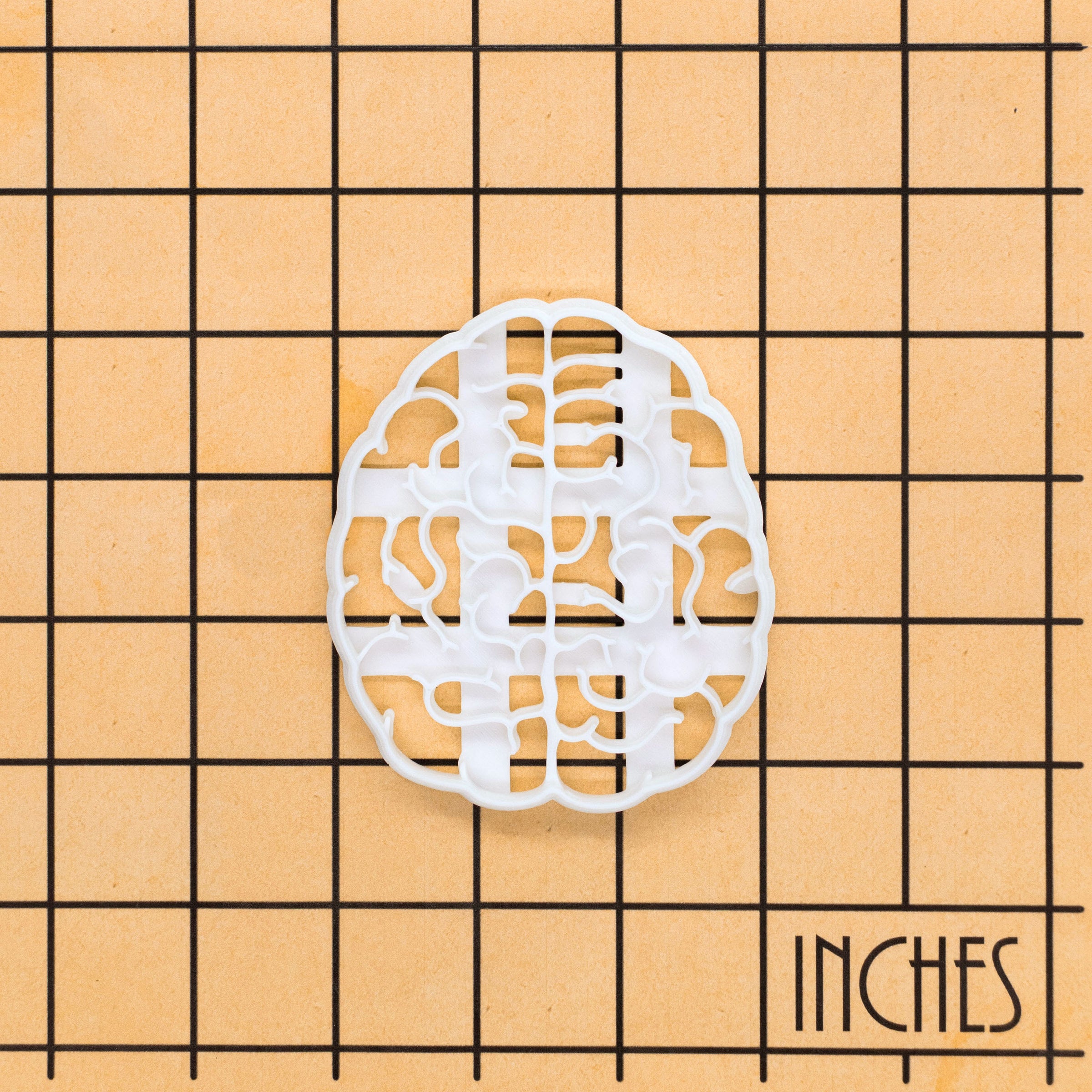 Brain (Top View)