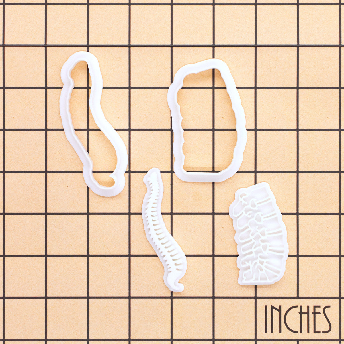Spine and lumbar mini cookie cutter and stamp set on inch grid