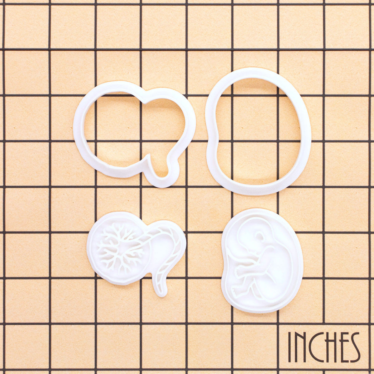 20-week foetus and placenta mini cookie cutters and stamps shown on inch measurement grid