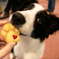 dog eating small cute paw cookie