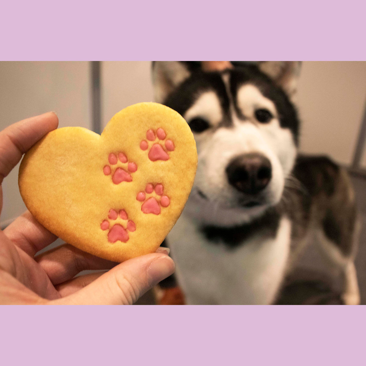 husky with heart paw prints cookie cutter