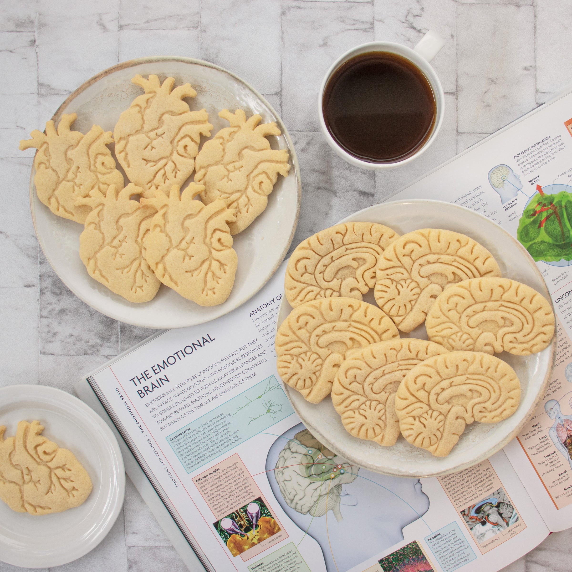anatomical heart and anatomical brain cookies on plates