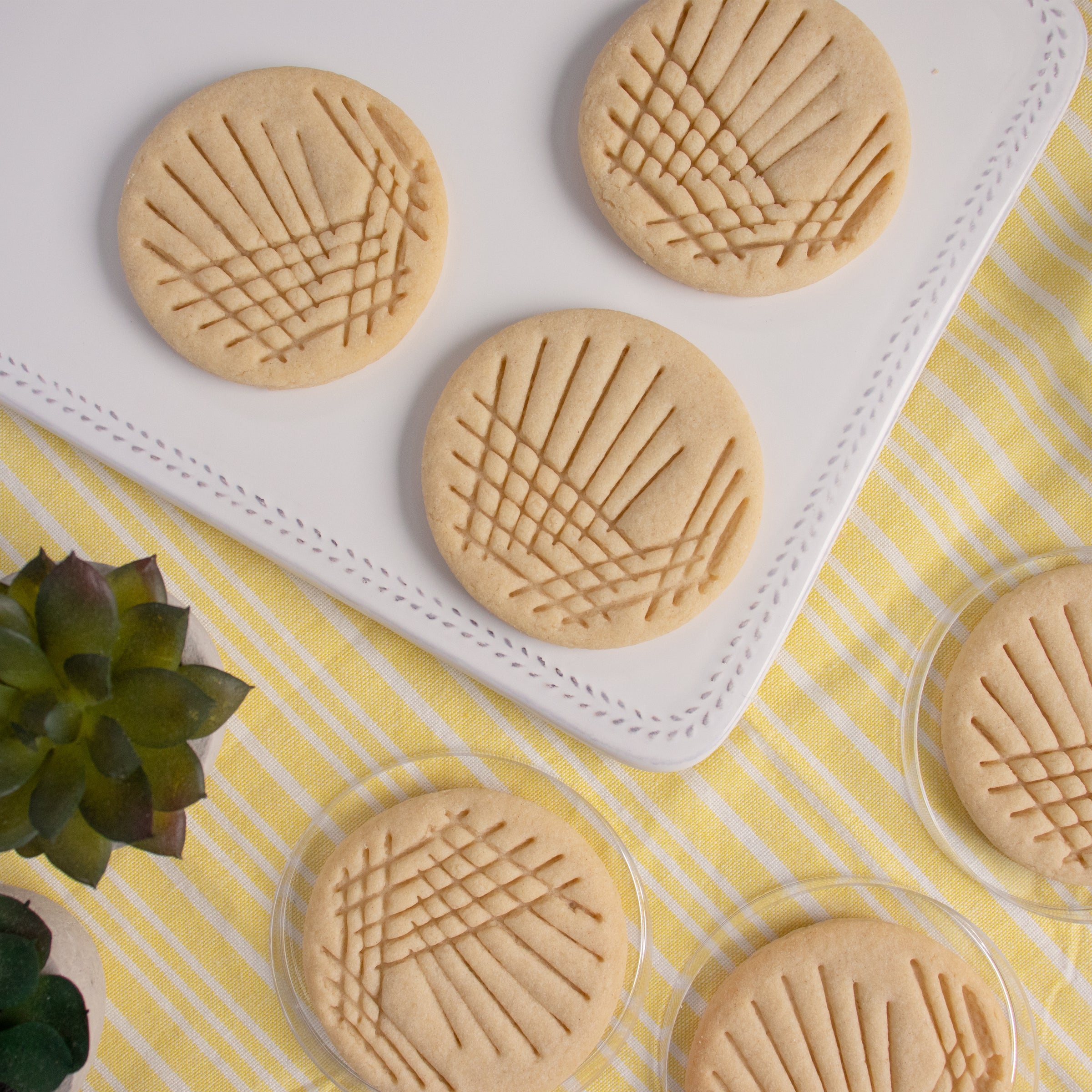 Petri Dish: Quadrant Streak Cookies