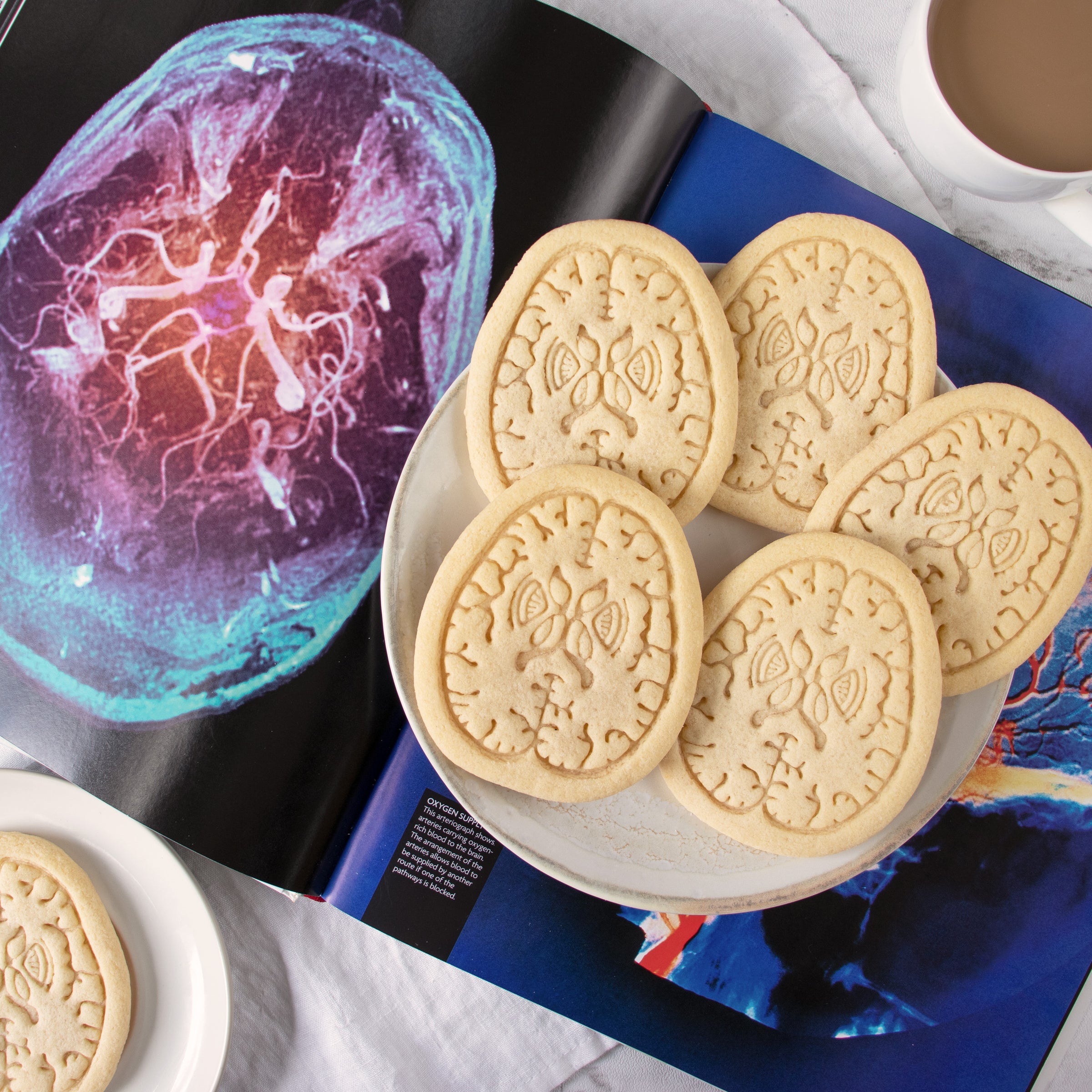 brain axial section cookies